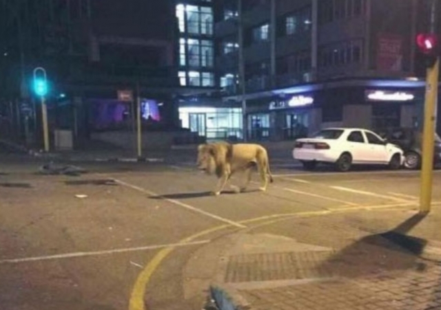 夜の駐車場にライオンがいる